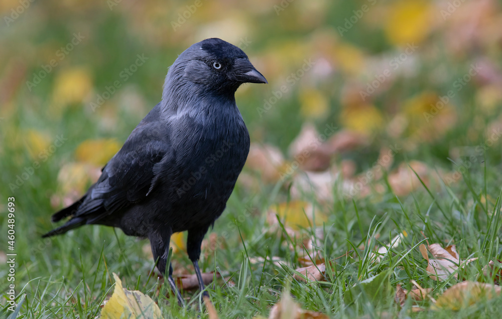 The western jackdaw (Coloeus monedula), also known as the Eurasian jackdaw, the European jackdaw, or simply the jackdaw The western jackdaw (Coloeus monedula), also known as the Eurasian jackdaw, the European jackdaw, or simply the jackdaw