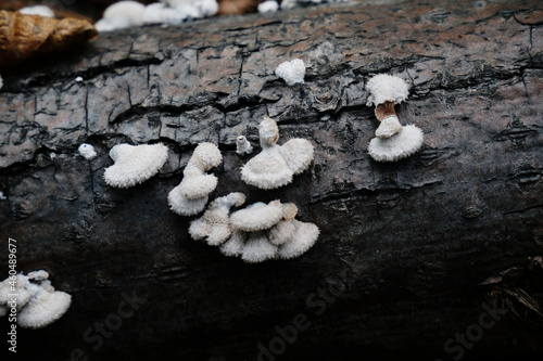 Split gill schizophyllum mushrooms. Common porecrust gillies, schizophyllum commune photo