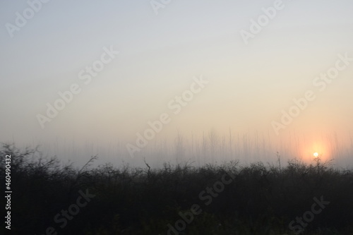 sunrise in the fog over the forest