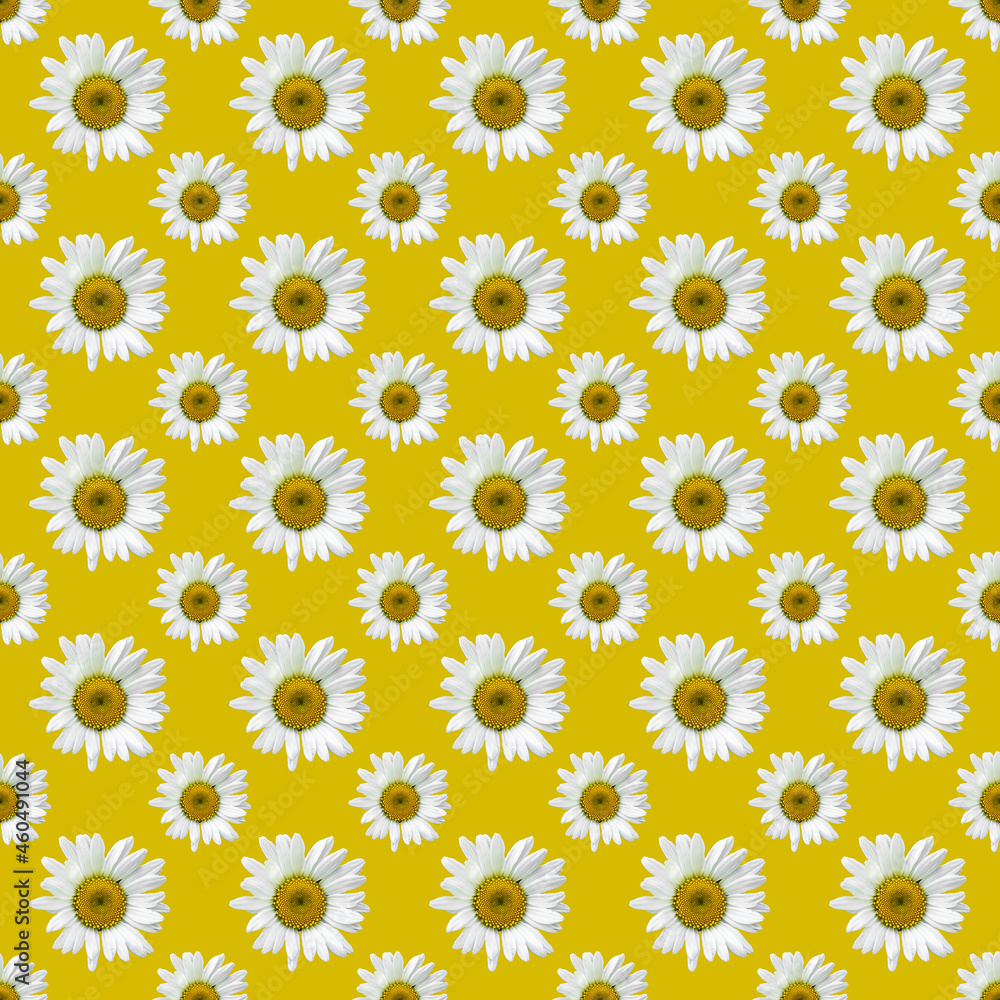 Floral Camomile pattern on a Orange background. Flat lay, top view. Seamless background, Holiday concept Floral Camomile pattern on a Orange background. Flat lay, top view. Seamless background, Holiday concept