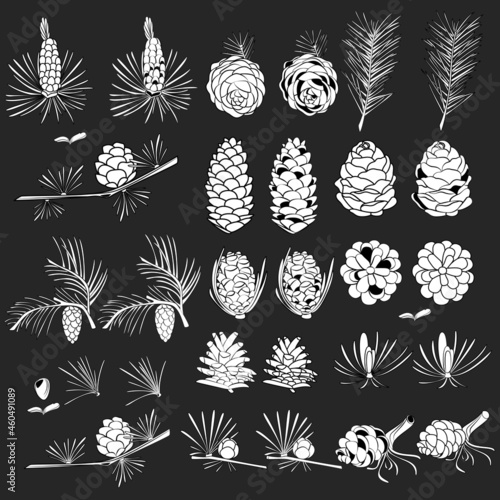 Set of cones in black and white. Pine cones and twigs. Line art style.
