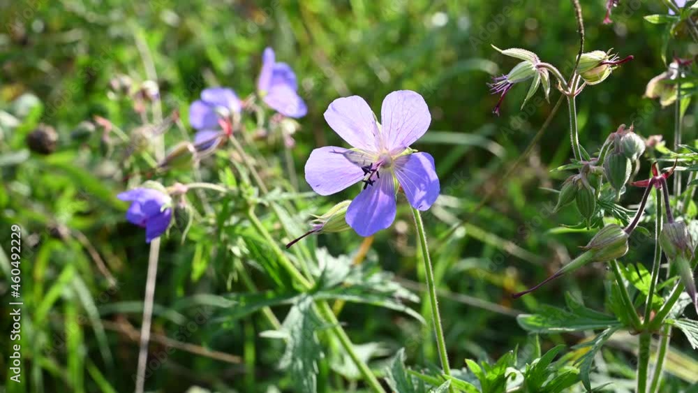 Geranium pratense in the field. Movement in the wind, sunlight. Video static camera. High quality 4k footage Geranium pratense in the field. Movement in the wind, sunlight. Video static camera. High quality 4k footage