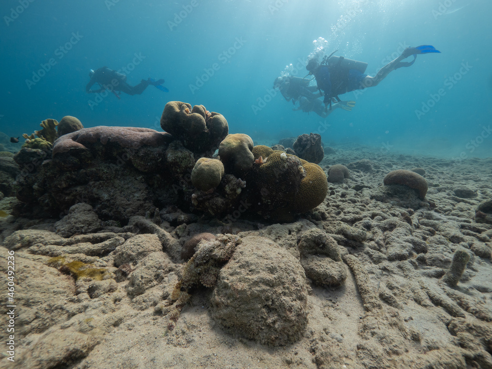 Fototapeta premium Scuba divers in background above camouflaged scorpion fish, shallow Caribbean reef