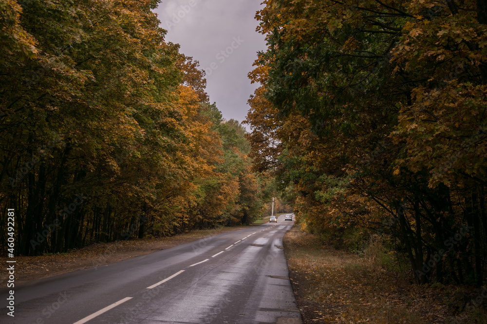 Fototapeta premium road in autumn forest
