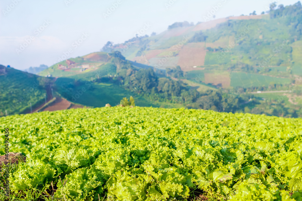 An organic vegetable garden that is grown in the high mountains because of the cold weather, it produces beautiful and complete vegetables without the use of additional chemicals. An organic vegetable garden that is grown in the high mountains because of the cold weather, it produces beautiful and complete vegetables without the use of additional chemicals.