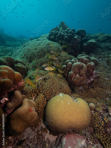 school of fish, french grunts, above pencil coral caribbean reef