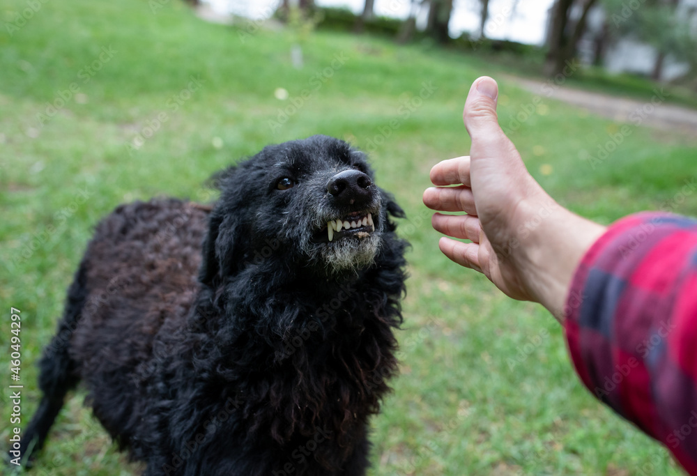 Aggressive dog showing teeth to stranger man - obrazy, fototapety, plakaty 
