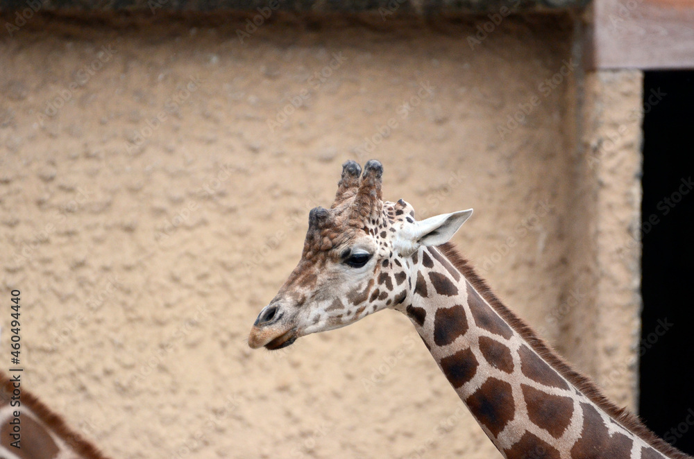 Obraz premium キリン