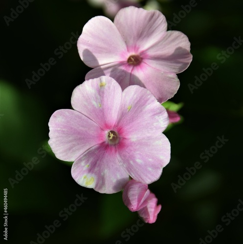 close up of pink flower