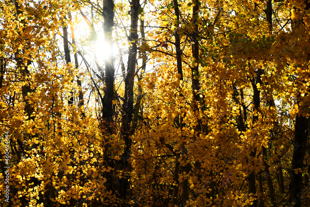 Obraz premium An image of brightly color autumn leaves in late fall. 