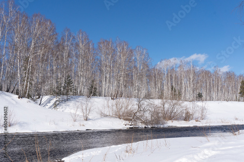 Birches