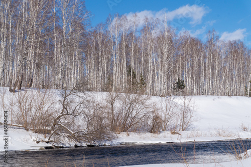 Birches