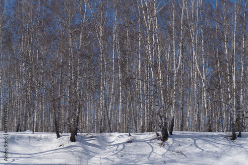 Birches