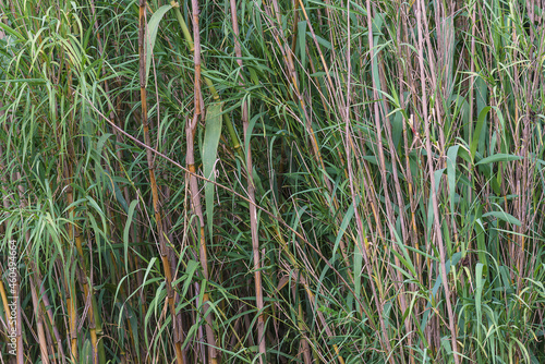 Green reeds stems background