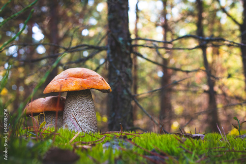 two orange cap mushrooms grow in forest