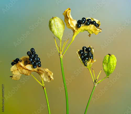 Fruits and seed pods of blackberry lily or leopard lily (Iris domestica) in autumn in a garden in central Virginia. Member of iris family and native of Asia. photo