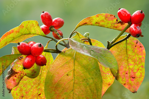 Berries and leaves of flowering dogwood (Cornus florida) in autumn in central Virginia. Berries are food for wildlife in fall and winter. photo