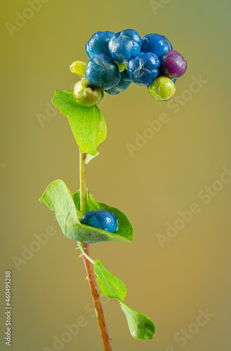 Photography Berries and leaves of mile-a-minute vine (Persicaria perfoliata), a highly invasive alien weed native to Asia