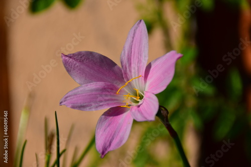 purple crocus flower