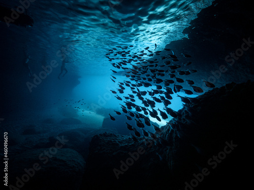 Silhouette school of fish and snorkelers in underwater cave