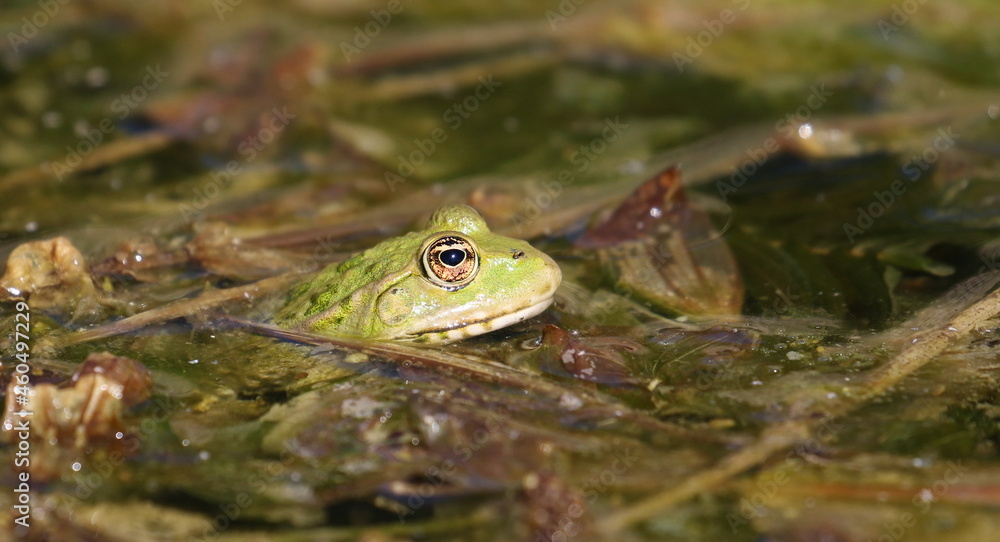 Edible frog, common water frog or green frog in swamps, Rana esculenta Edible frog, common water frog or green frog in swamps, Rana esculenta