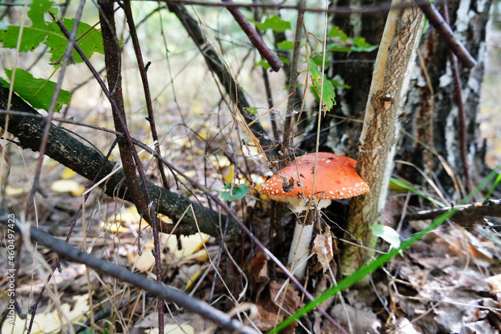 Poisonous mushroom red fly agaric close up Poisonous mushroom red fly agaric close up