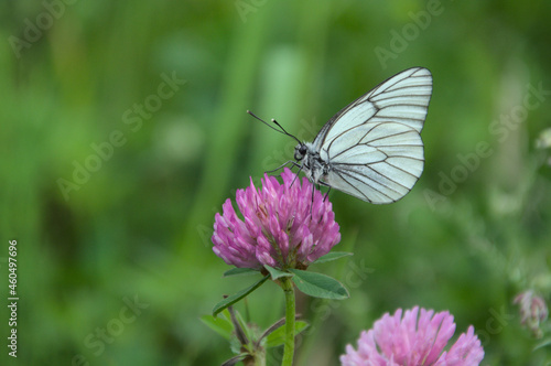 Schmetterling auf Klee © Peter