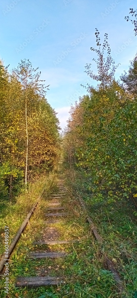 A walk in the forest in autumn in good weather A walk in the forest in autumn in good weather