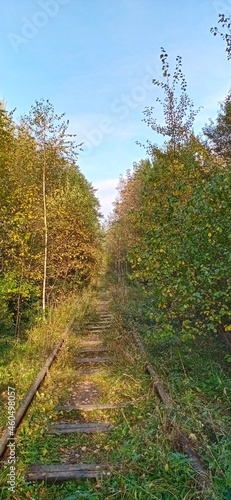 A walk in the forest in autumn in good weather