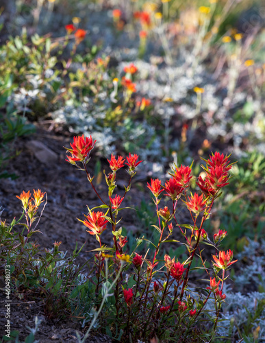 subalpine wild flowers covers the meadows in the Hurricane Ridge during summer. photo