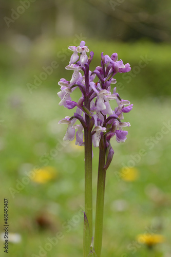 Wild orchid of the order Anacamptis, photographed in a mountain garden