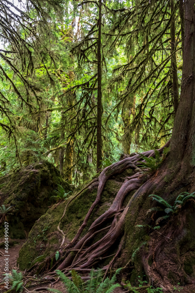 moss covered trees in lush rain forest in the northwest pacific in the Hoh rain forest in Olympic national park in Washington state. moss covered trees in lush rain forest in the northwest pacific in the Hoh rain forest in Olympic national park in Washington state.