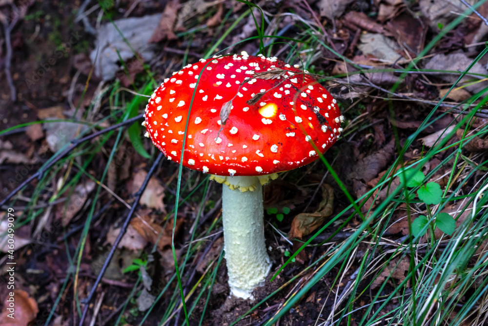 Red fly agaric (Amanita muscaria) in the grass in the autumn forest. A poisonous mushroom growing in the forest. Red fly agaric (Amanita muscaria) in the grass in the autumn forest. A poisonous mushroom growing in the forest.