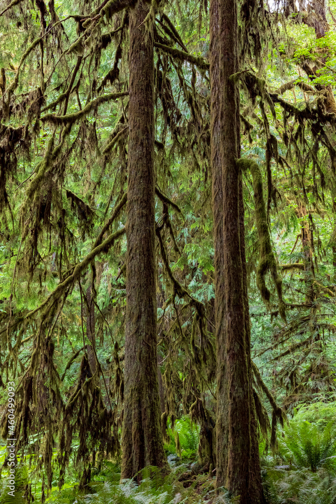 moss covered trees in lush rain forest in the northwest pacific in the Hoh rain forest in Olympic national park in Washington state. moss covered trees in lush rain forest in the northwest pacific in the Hoh rain forest in Olympic national park in Washington state.