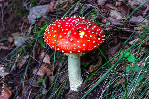 Red fly agaric (Amanita muscaria) in the grass in the autumn forest. A poisonous mushroom growing in the forest.