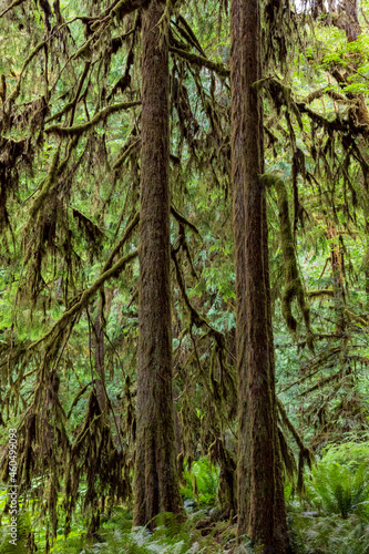 moss covered trees in lush rain forest in the northwest pacific in the Hoh rain forest in Olympic national park in Washington state.