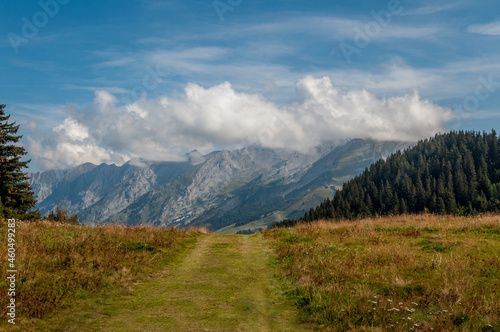 Chemin d'herbe verte dans les Alpes