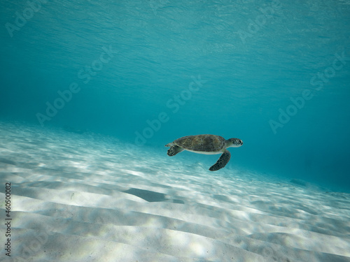 Small Green Sea Turtle over sand turquoise Caribbean ocean