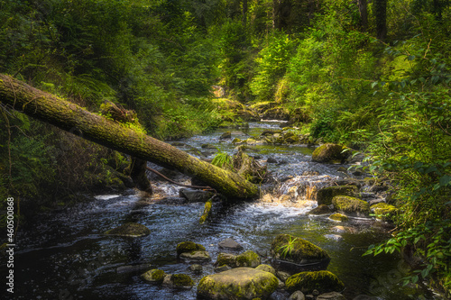Fallen tree dipped in a stream, surrounded by mossy rocks and green lush forest of Glenariff Forest Park, Antrim, Northern Ireland