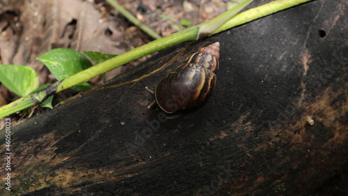 Overhead view of a Giant African land snail with two eyes at outside of its shell photo