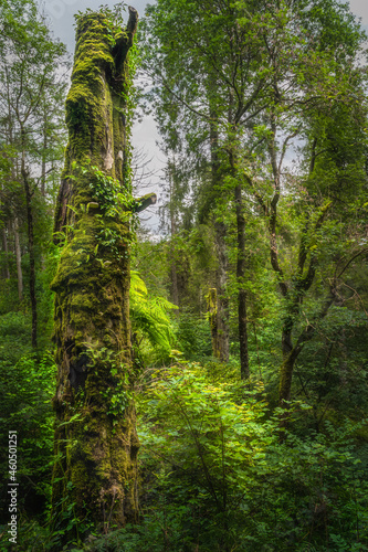 Tall aged tree trunk illuminated by sunlight and covered by green moss and ivy in beautiful Glenariff Forest Park  Antrim  Northern Ireland