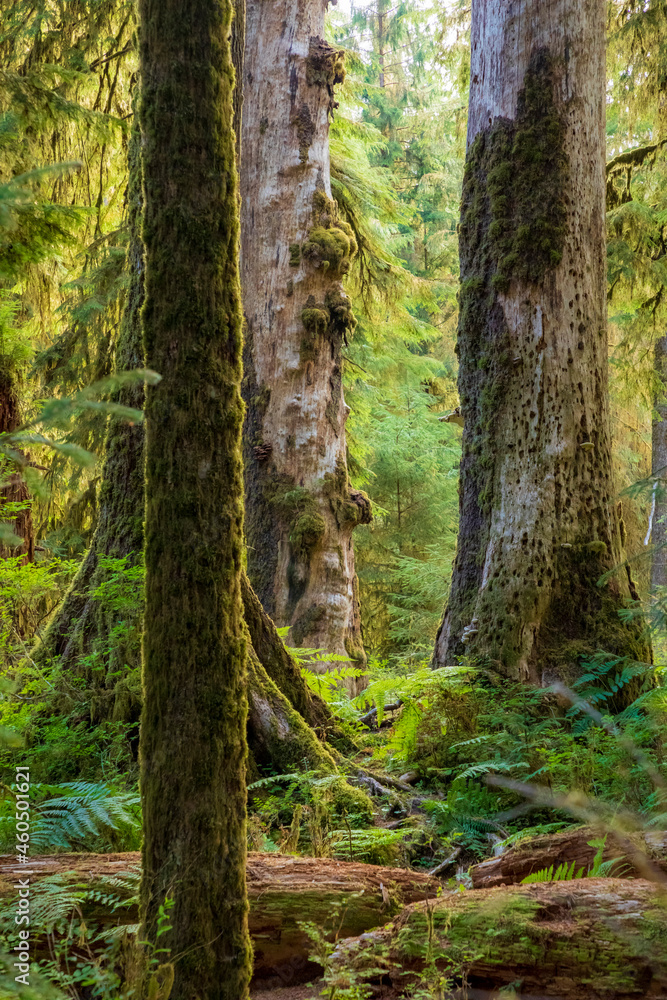 moss covered trees in lush rain forest in the northwest pacific in the Hoh rain forest in Olympic national park in Washington state. moss covered trees in lush rain forest in the northwest pacific in the Hoh rain forest in Olympic national park in Washington state.