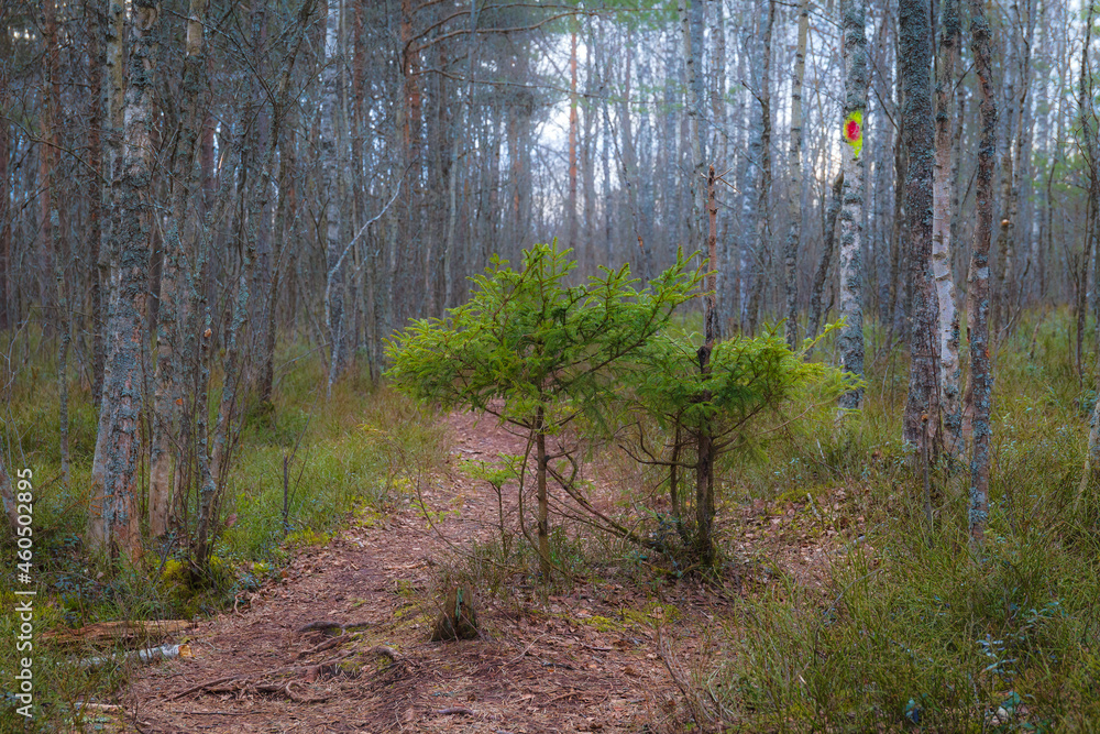 Fototapeta premium Pine forest at moody day