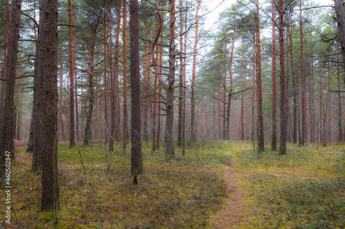 Pine forest at moody day © yegorov_nick