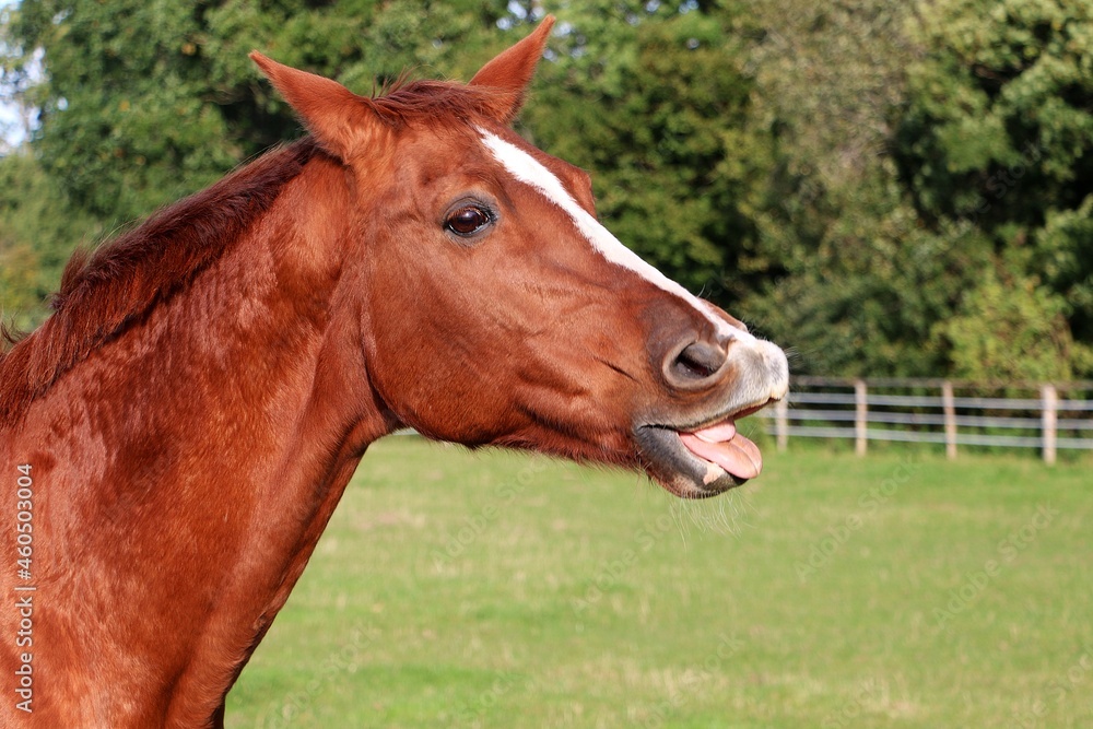funny brown quarter horse on the paddock with open mouth funny brown quarter horse on the paddock with open mouth