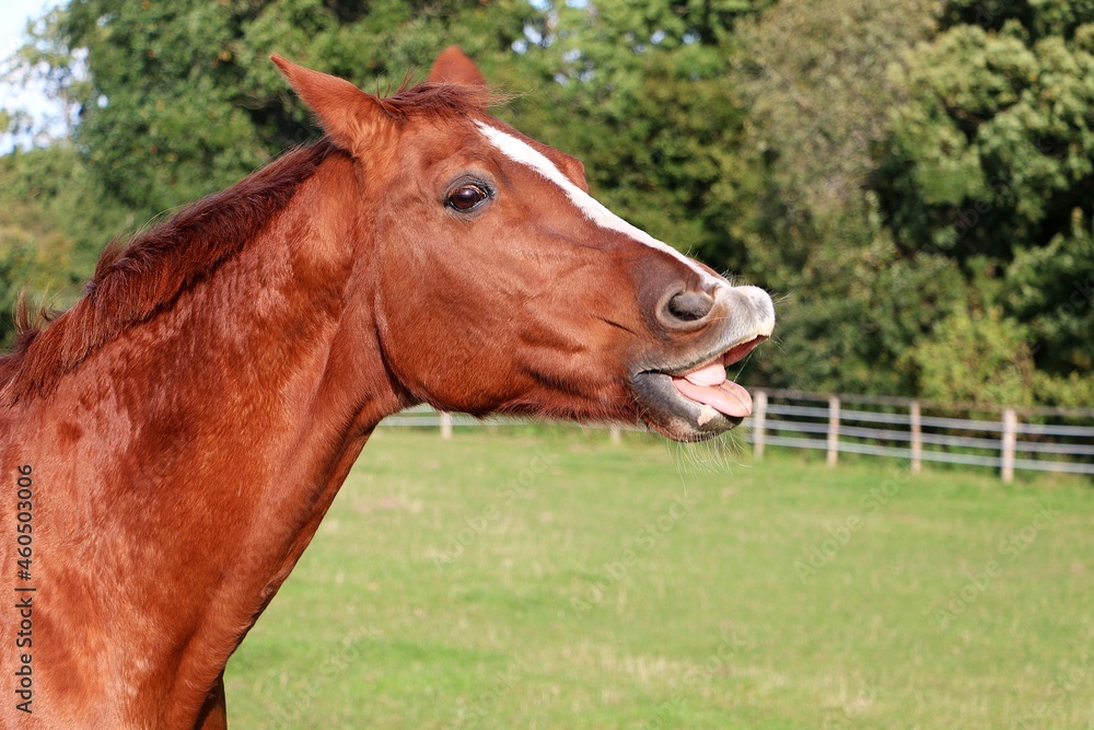 funny brown quarter horse on the paddock with open mouth funny brown quarter horse on the paddock with open mouth