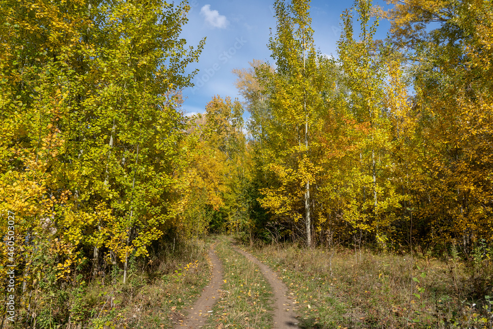 Naklejka premium Path in the autumn forest.Trees with yellow and orange foliage.