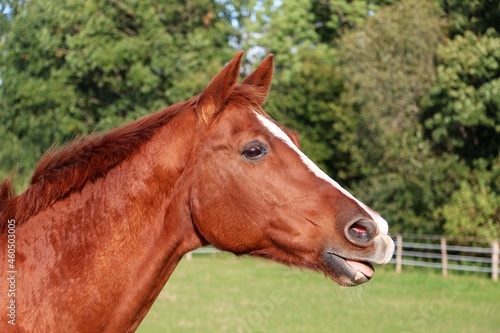 funny brown quarter horse on the paddock with open mouth
