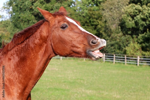 funny brown quarter horse on the paddock with open mouth