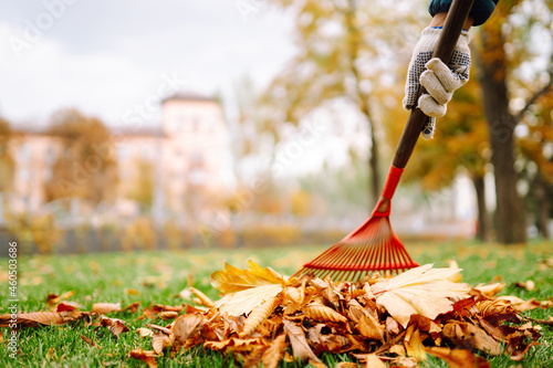 Rake with fallen leaves in the park. Janitor cleans leaves in autumn. Volunteering, cleaning, and ecology concept.